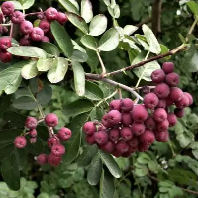 Рябина ДЕСЕРТНАЯ МИЧУРИНА сладкоплодная в Новополоцке