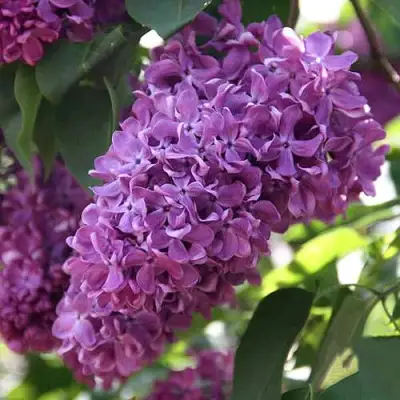 Сирень КАПИТАН ГАСТЕЛЛО в Новополоцке