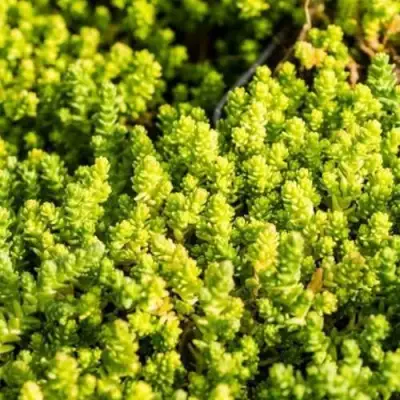 Очиток (седум) ЙЕЛЛОУ КВИН едкий в Новополоцке