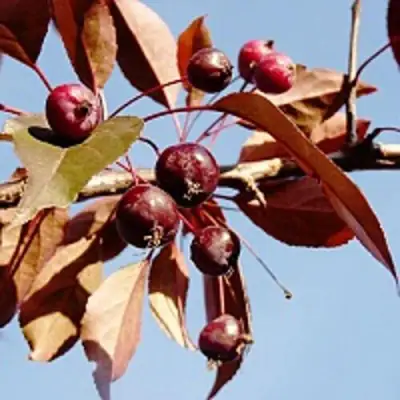 Яблоня РОЯЛТИ декоративная в Новополоцке