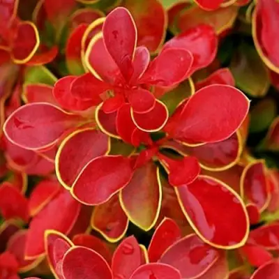 Барбарис КОРАЛ тунберга в Новополоцке