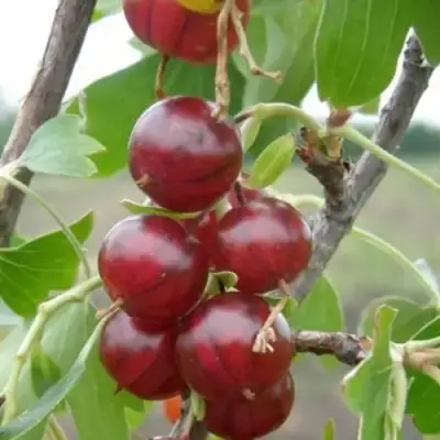 Смородина золотистая КЛЮКВЕННАЯ в Новополоцке