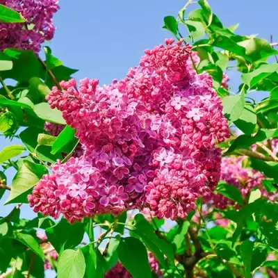 Сирень КРАСНАЯ МОСКВА в Новополоцке