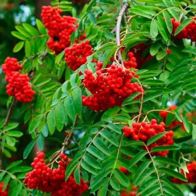 Рябина ПЛАКУЧАЯ сладкоплодная в Новополоцке