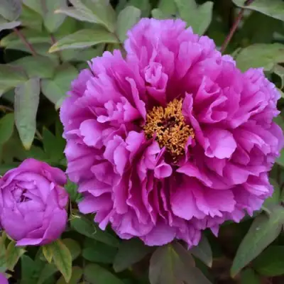 Пион ЛИЛОВАЯ ФАНТАЗИЯ древовидный в Новополоцке