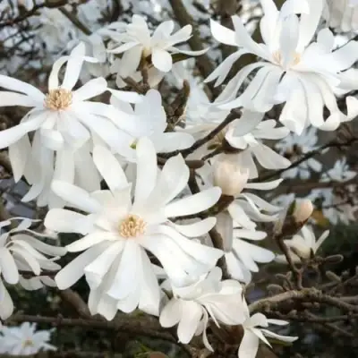 Магнолия РОЯЛ СТАР в Новополоцке