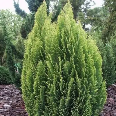 Кипарисовик ЭЛВУДИ ЭМПАЙР лавсона в Новополоцке