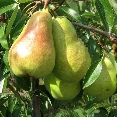 Груша БЕРЕ ЛЮКА в Новополоцке