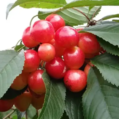 Черешня ГАСТИНЕЦ в Новополоцке