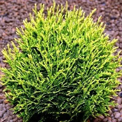 Туя ВОТЕРФИЛД западная в Новополоцке