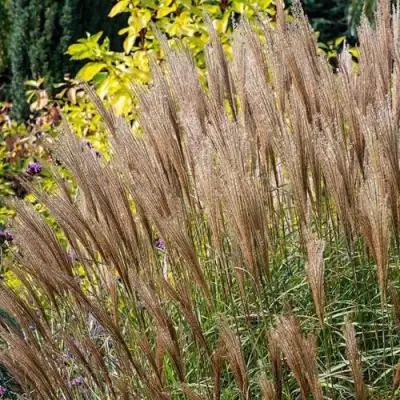Мискантус КЛЯЙН СИЛЬБЕРСПАЙН китайский  в Новополоцке