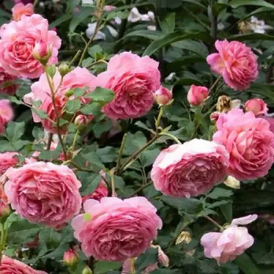 Роза ДЖУБИЛИ СЕЛЕБРЕЙШН английская в Новополоцке