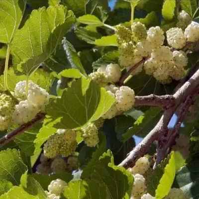 Шелковица БЕЛАЯ АЛЬБА в Новополоцке