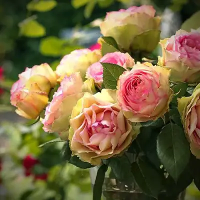 Роза ПИТАХАЙЯ чайно-гибридная в Новополоцке