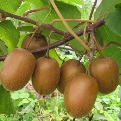 Актинидия ХЕЙВАРД киви в Новополоцке