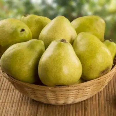 Груша ВИЛИЯ в Новополоцке