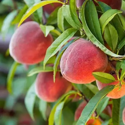 Персик РЕД ХЕВЕН в Новополоцке