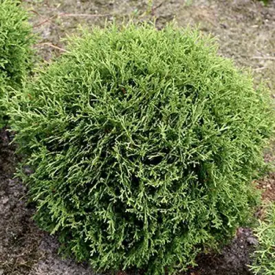 Туя ТИНИ ТИМ западная в Новополоцке