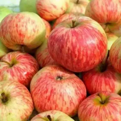 Яблоня РАНЕТКА (КОРОБОВКА) в Новополоцке