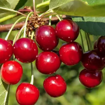 Вишня ЛЮБСКАЯ в Новополоцке