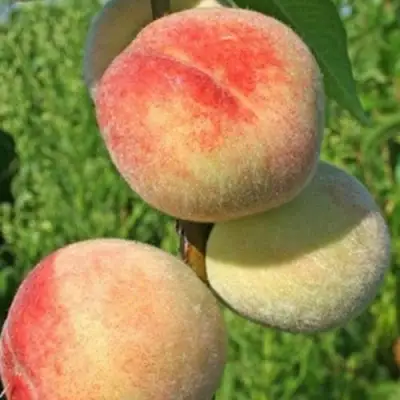 Персик ДОНЕЦКИЙ БЕЛЫЙ в Новополоцке