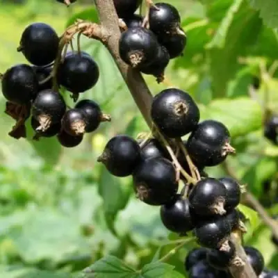 Смородина черная ВОЛОГДА в Новополоцке