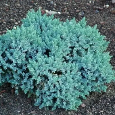 Можжевельник БЛЮ СТАР чешуйчатый в Новополоцке