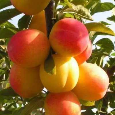 Слива ВЕТРАЗЬ-2 в Новополоцке