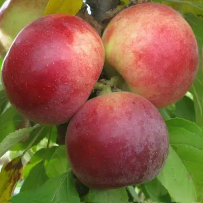 Яблоня БАЛЕРИНА ФЛАМЕНКО колонновидная  в Новополоцке