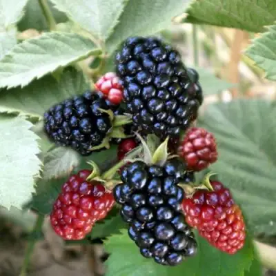 Ежевика ОРКАН бесшипная  в Новополоцке