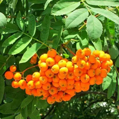 Рябина ДИРКЕНИ ЖЁЛТАЯ  сладкоплодная в Новополоцке