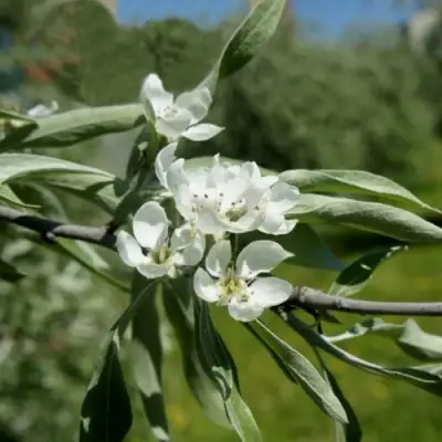 Груша ИВОЛИСТНАЯ в Новополоцке