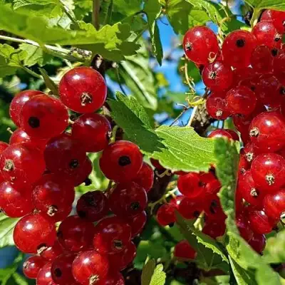 Смородина красная НЕНАГЛЯДНАЯ в Новополоцке