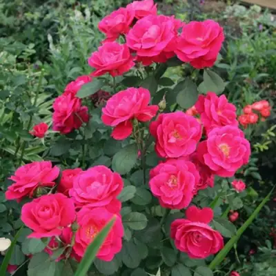 Роза ДЖОРДЖ ВАНКУВЕР флорибунда в Новополоцке