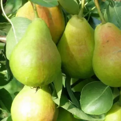 Груша ЛИРА в Новополоцке