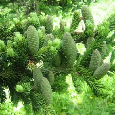 Пихта белая в Новополоцке