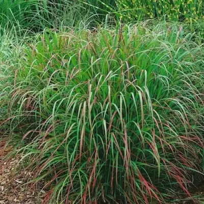 Просо РЕБРАУН прутьевидное в Новополоцке