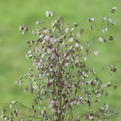Трясунка средняя в Новополоцке