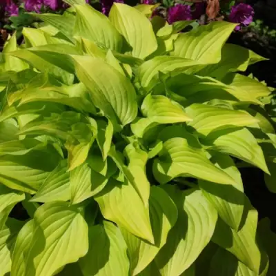 Хоста ХИДОН САНСЕТ в Новополоцке