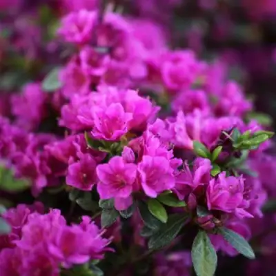 Азалия ГЕЙША ПЕРПЛ японская в Новополоцке