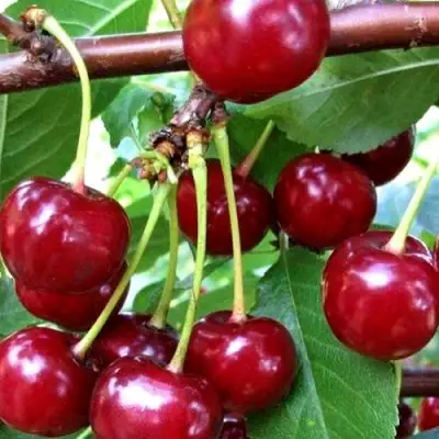 Дюк ШПАНКА ДОНЕЦКАЯ в Новополоцке