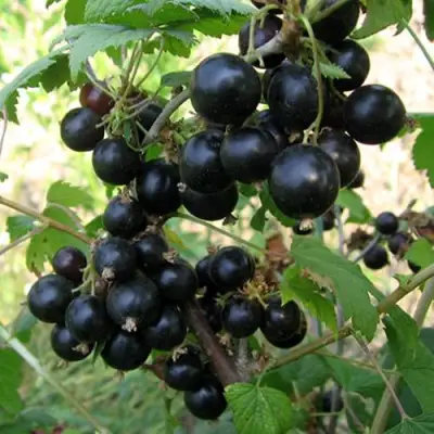 Смородина чёрная ШАРОВИДНАЯ в Новополоцке