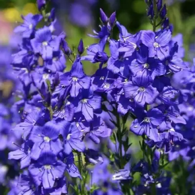 Вероника австрийская в Новополоцке