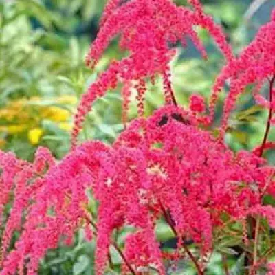 Астильба РЕД ЧАРМ Арендса в Новополоцке