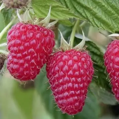 Малина ТУЛАМИН в Новополоцке