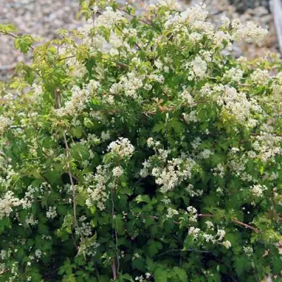 Стефанандра КРИСПА надрезаннолистная в Новополоцке