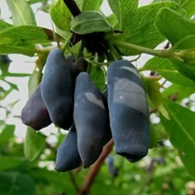 Жимолость съедобная ЧУЛЫМСКАЯ в Новополоцке