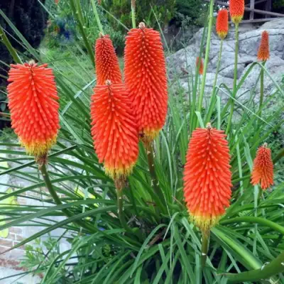 Книфофия БЕНГАЛ ФАЕР гибридная в Новополоцке