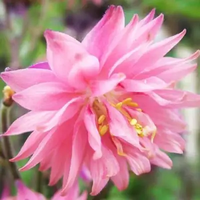 Аквилегия БАРЛОУ ПИНК гибрид МакКаны в Новополоцке