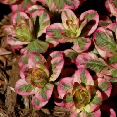 Вербейник АЛЕКСАНДР точечный в Новополоцке